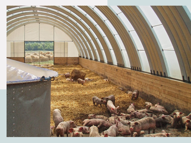 Строительство свинарников в Муравленке