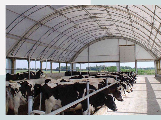 Тентовые коровники в Муравленке